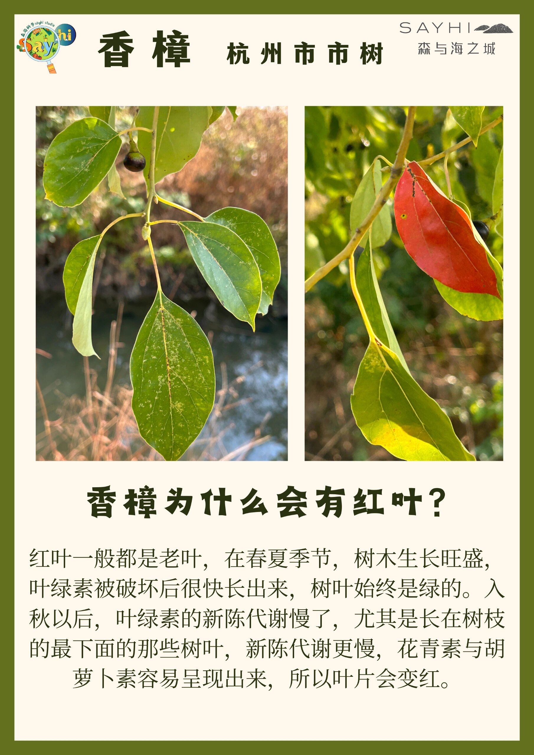 植物标识牌香樟图片