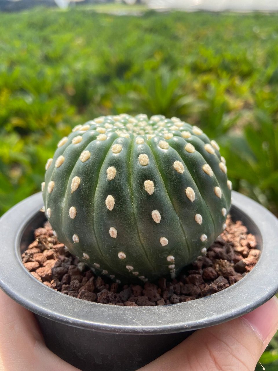 实生无刺眩美玉,欧系仙人球