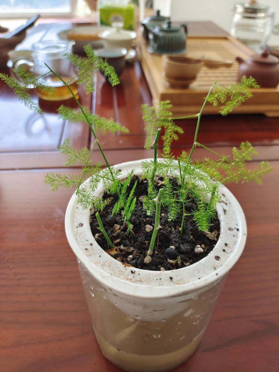 学习扦插文竹 家里的文竹长得枝繁叶茂,今天终于"狠"下心减掉二根来