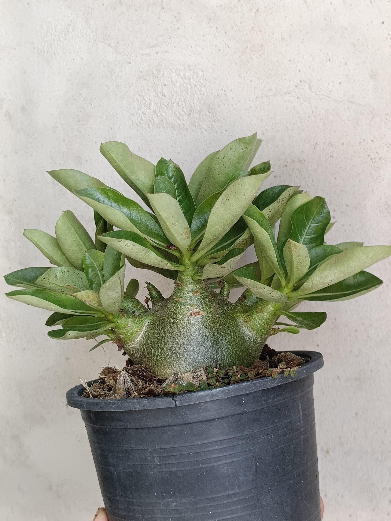 哥斯拉沙漠玫瑰 学名:adenium godji 天宝花属.