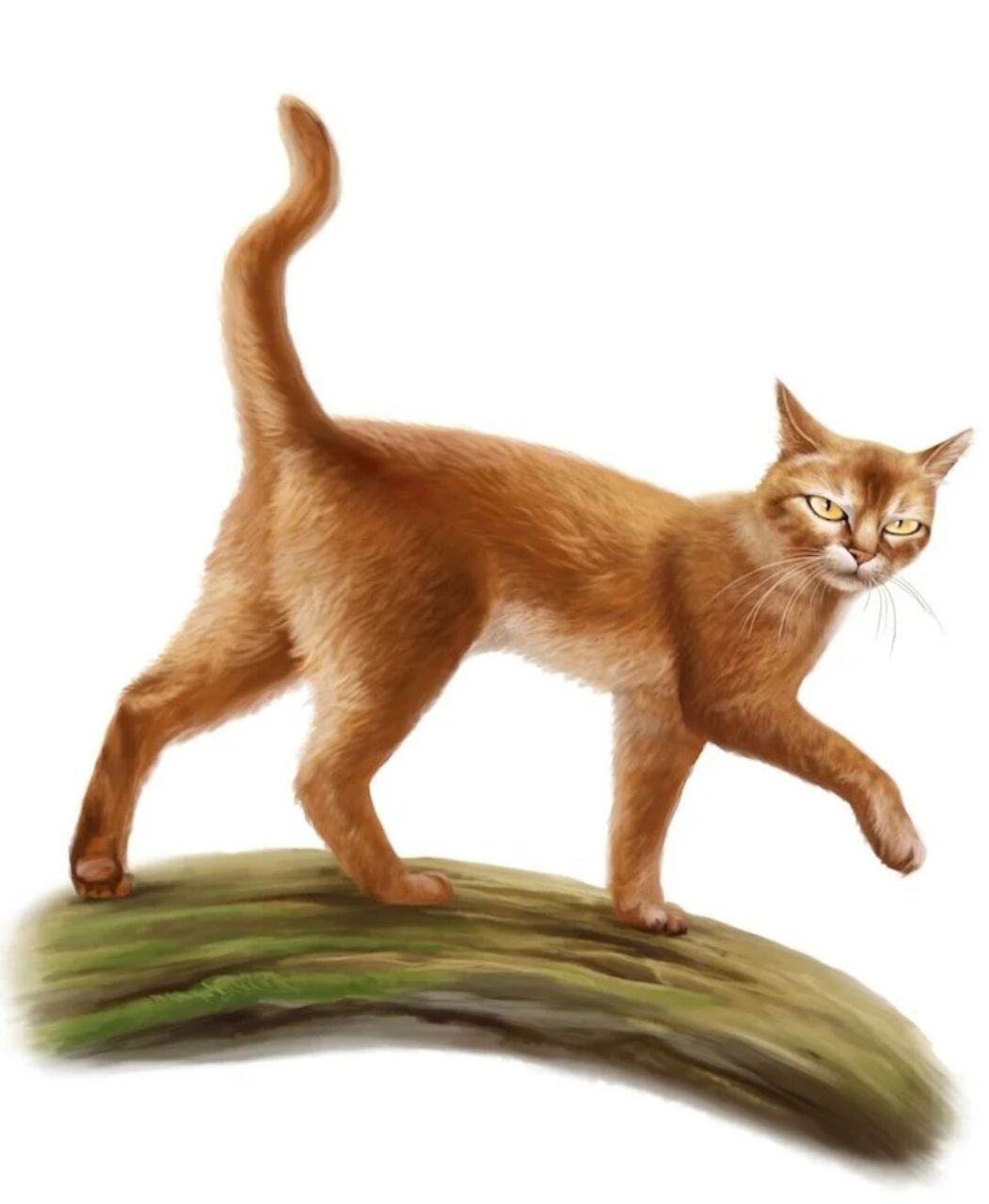 猫武士公猫选帅大赛,第一期 1.暴毛 2.风皮 3.火星 4.黑莓星 5.