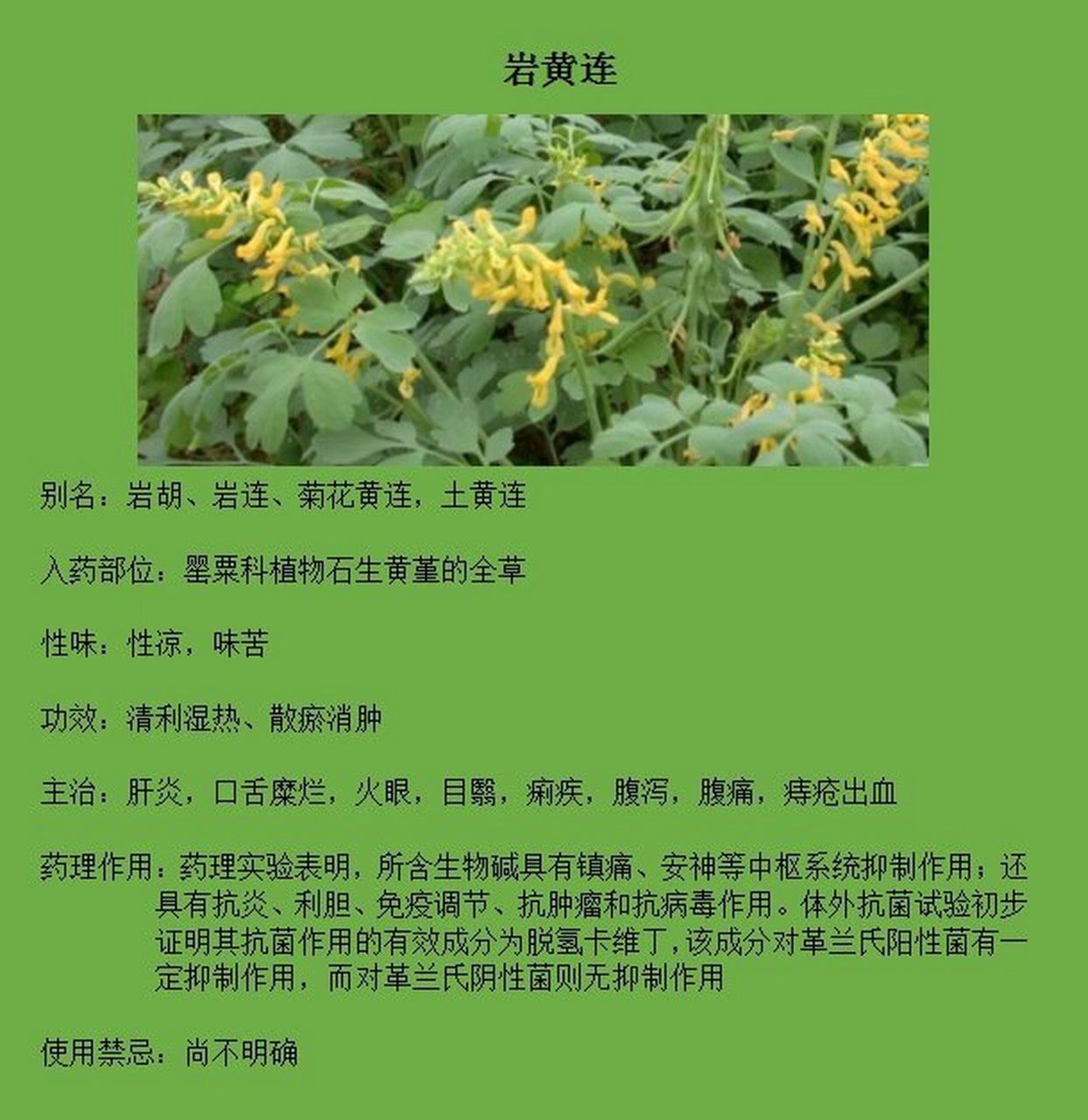 岩黄莲的功效和图片图片