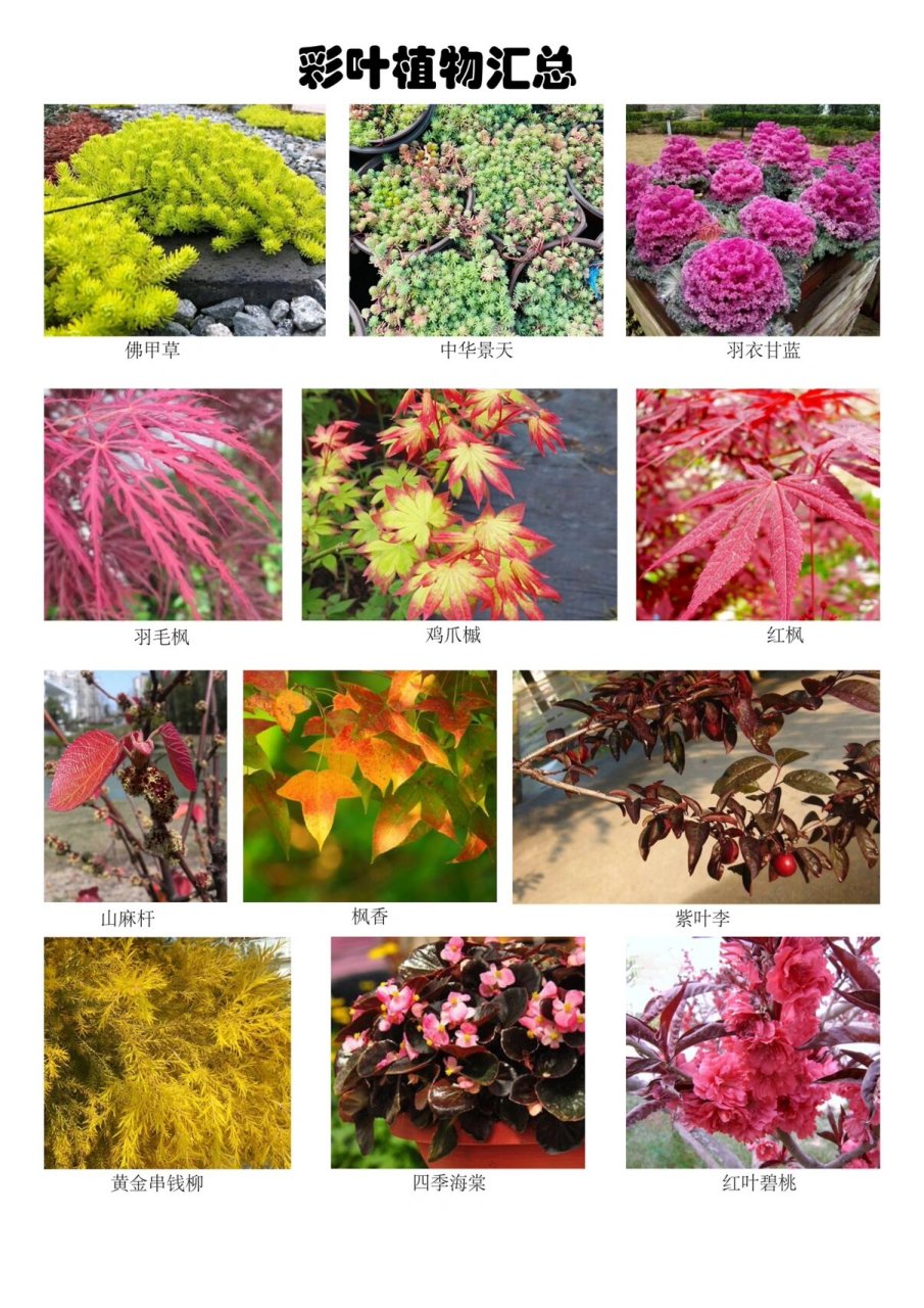 彩叶植物更新更正篇 欢迎各位小宝宝们指正评论转载,对植物感兴趣的