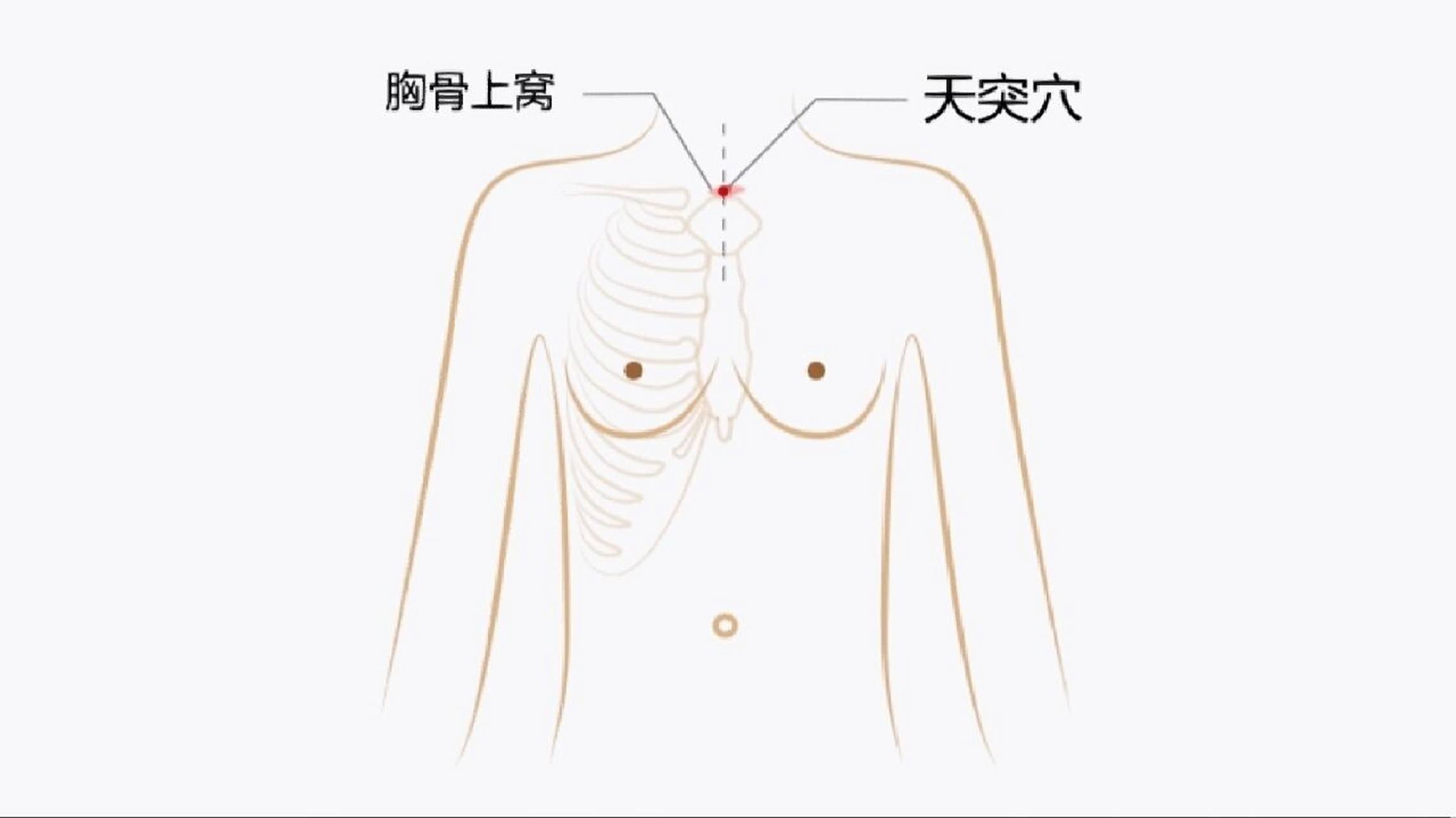 每日一背:天突(任脉) 1.定位: 在颈部,当前正中线上,胸骨上窝中央 2.