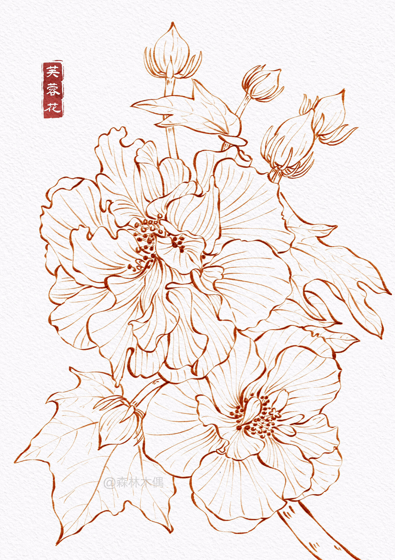 芙蓉花简笔画彩色图片