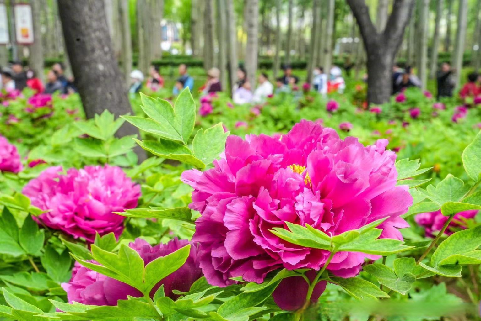 余杭仁和牡丹花图片