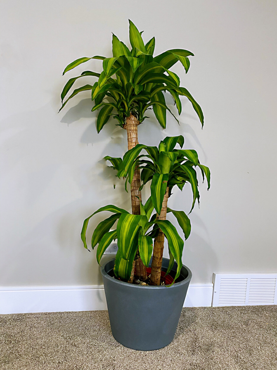 家有绿植 - 巴西木 corn plant 巴西木是龙血树属,耐旱耐阴.