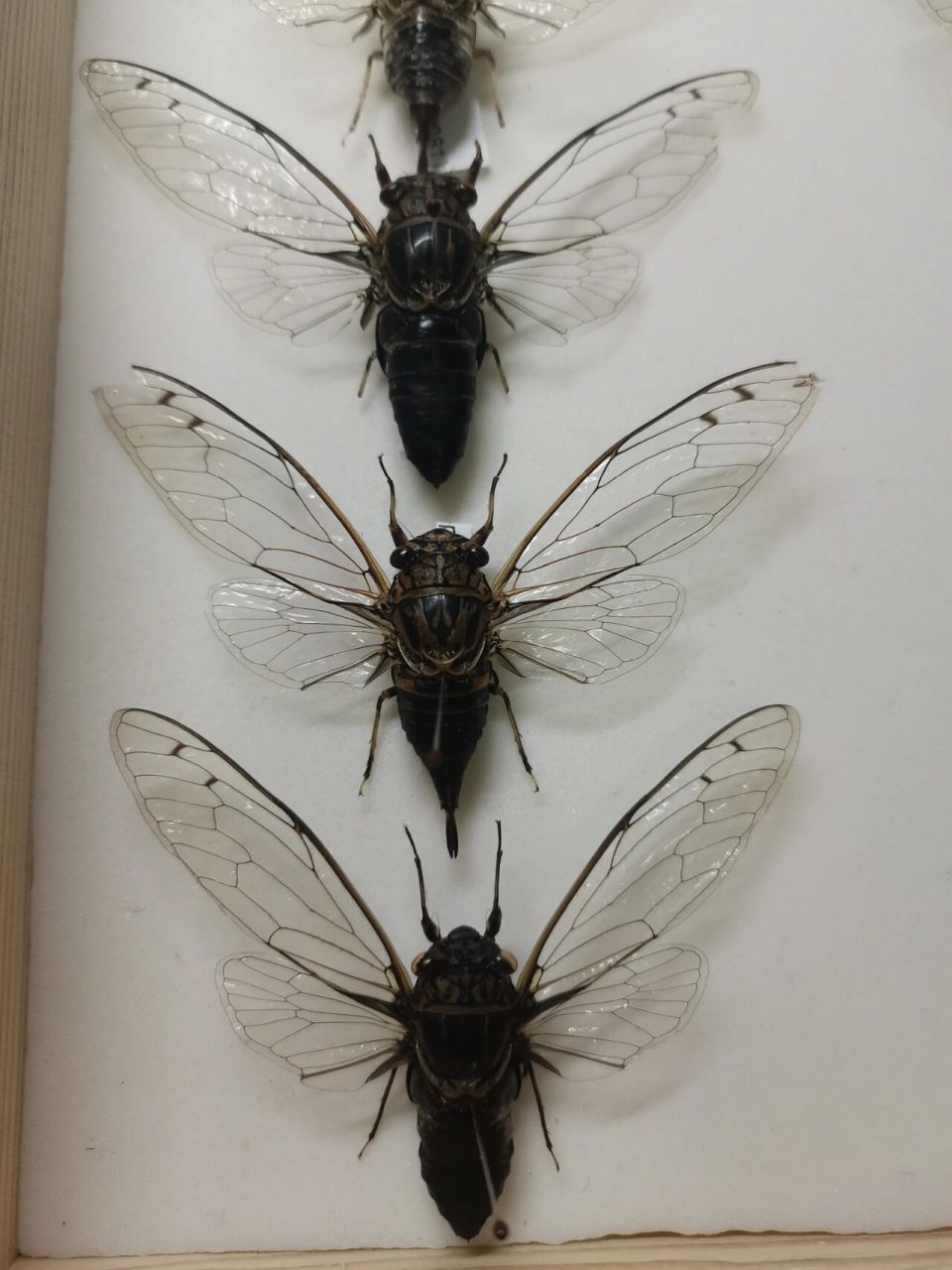 一组小蝉依次为:蒙古寒蝉,松寒蝉,松寒蝉陕西中瓣变种,克伦毗瓣蝉,狭