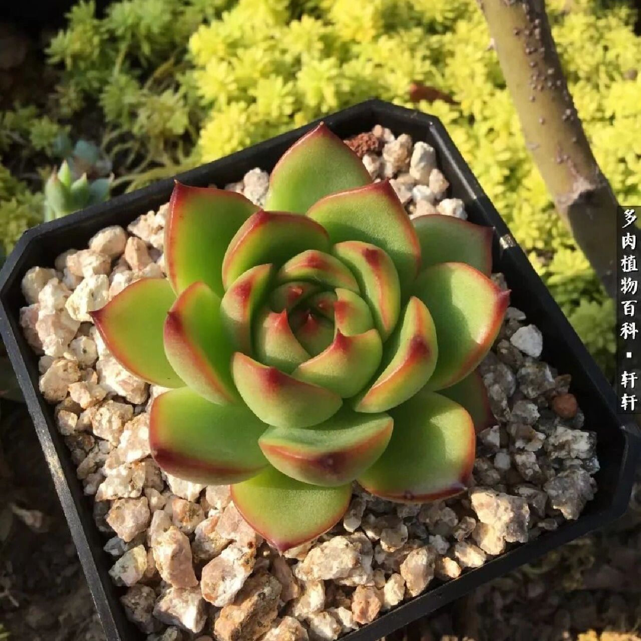 96每天认识一种多肉9410496月亮石 月亮石出自东云系,虽然叶片