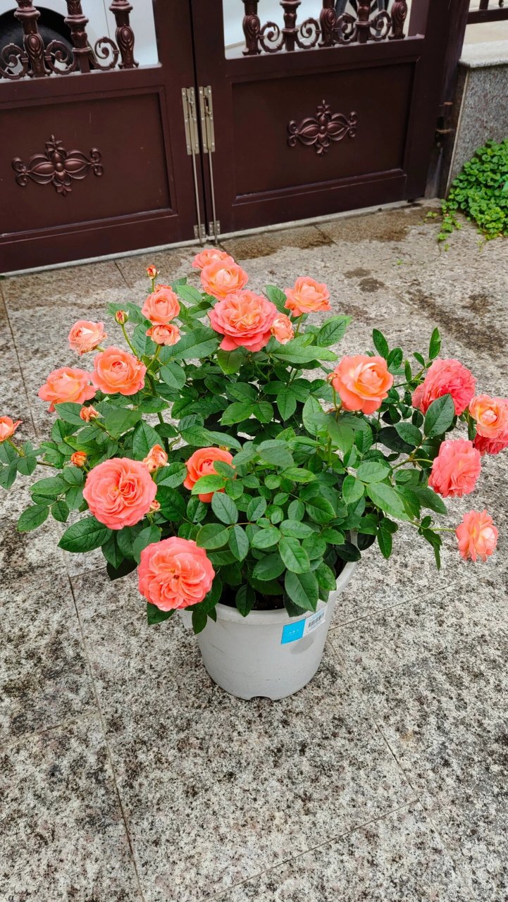 月季测评之 诺娃 阳台系列微月,鲑鱼粉色,颜值较高,株型矮小丰满,多头