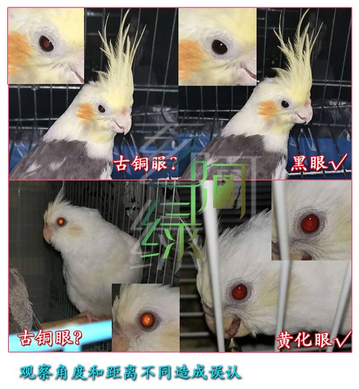 分辨黄化玄凤和百趴玄凤 黄化和红脸百趴,白子(正确