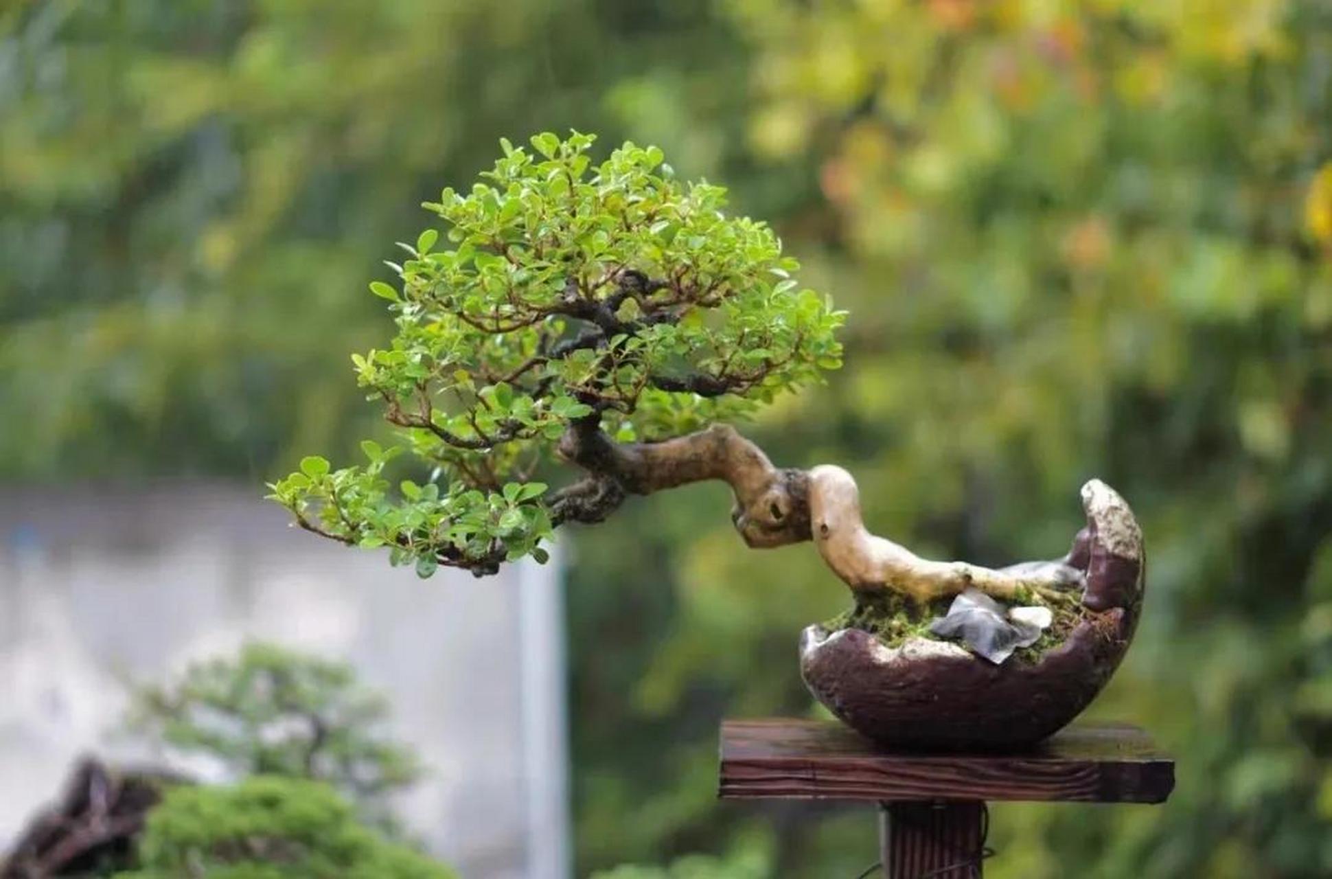 一颗精品瓜子黄杨千姿百态的盆景  美丽盆景 图解盆景制作与养护