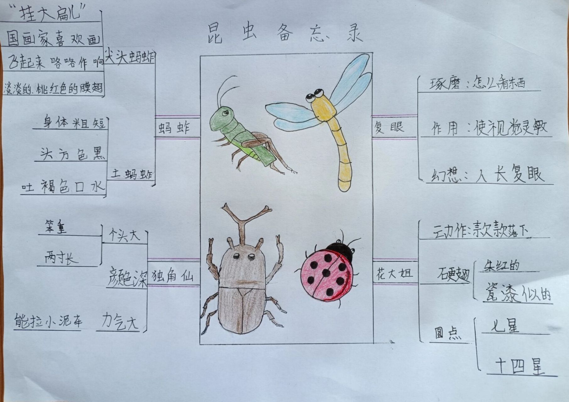 昆虫思维导图 清晰图片