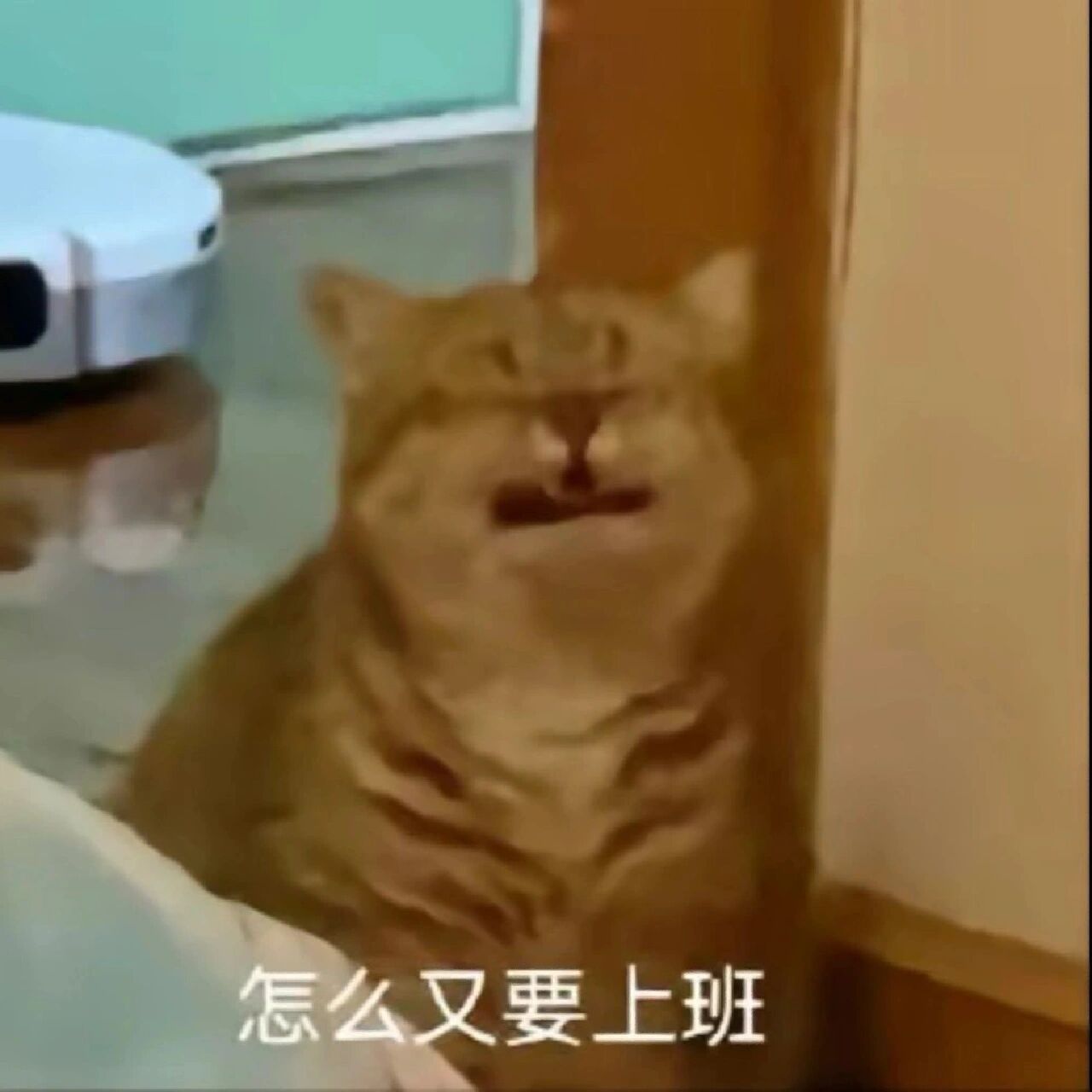 猫猫表情包|怎么又要上班 难顶 怎么又要上班 我没有不开心啊 硬扛 难