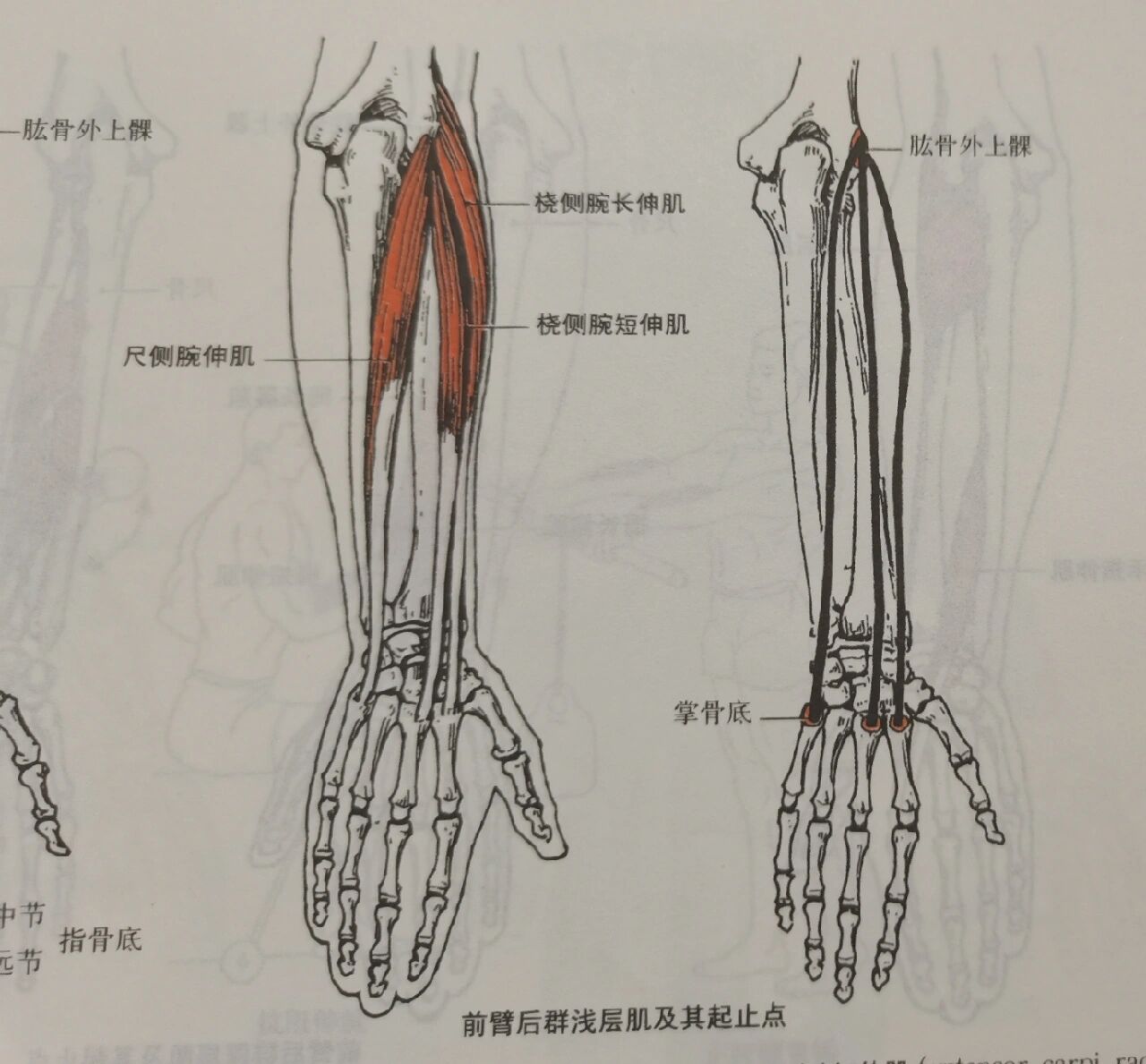 每天学习一个肌肉