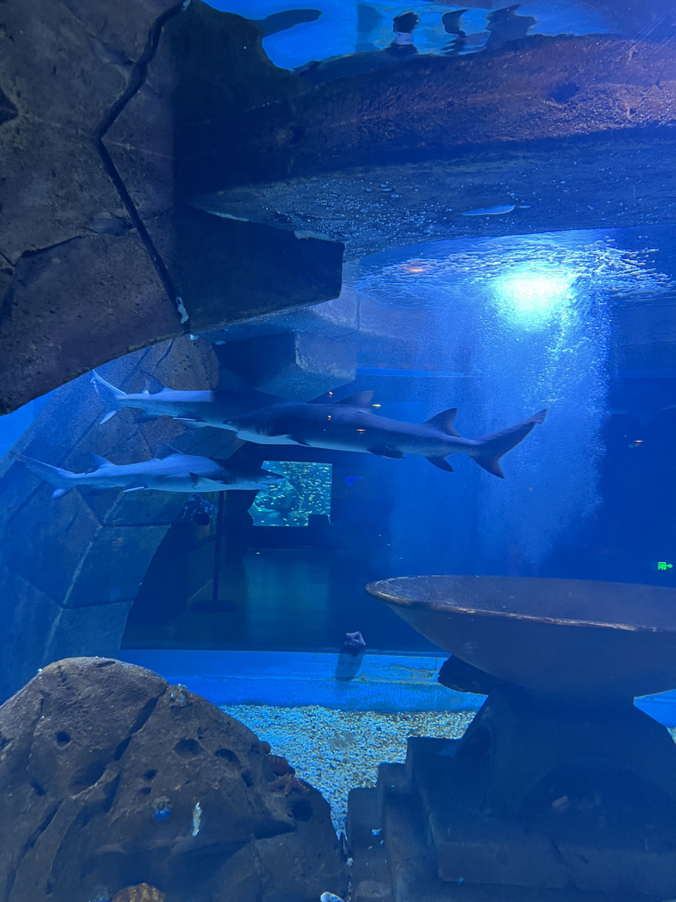 沈阳最大海洋馆98 海洋馆!