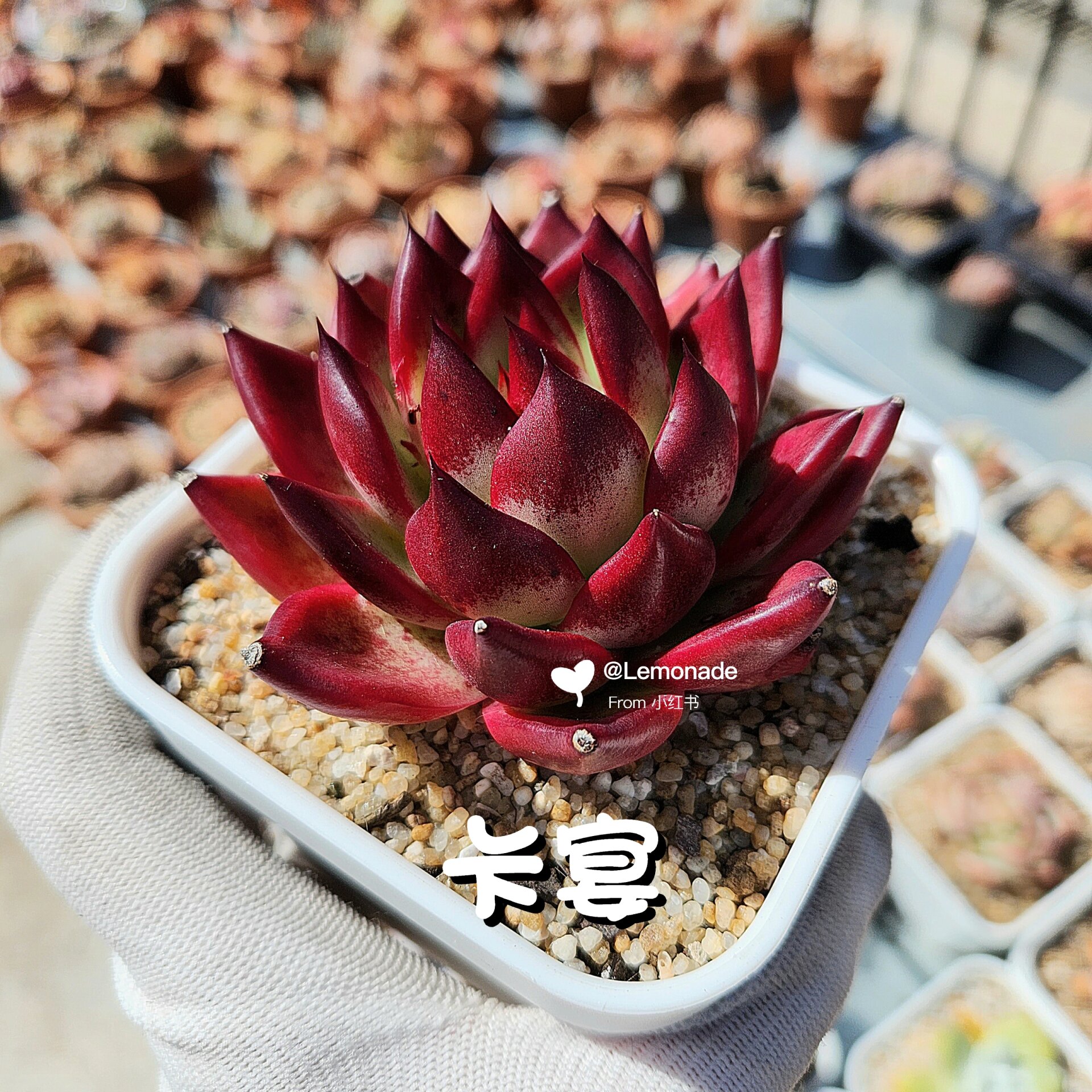 我的多肉植物# #多肉控# #多肉植物# #多肉# #澳洲多肉# #多肉卡宴