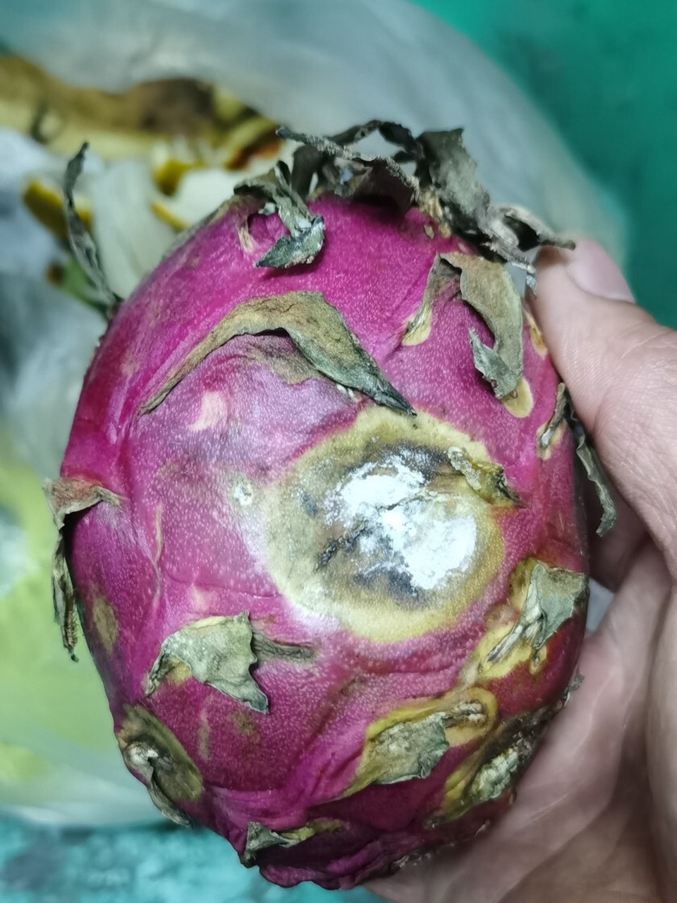 可惜了,红心火龙果,好好的不舍得吃,腐烂了又不敢吃 这样还能吃吗?