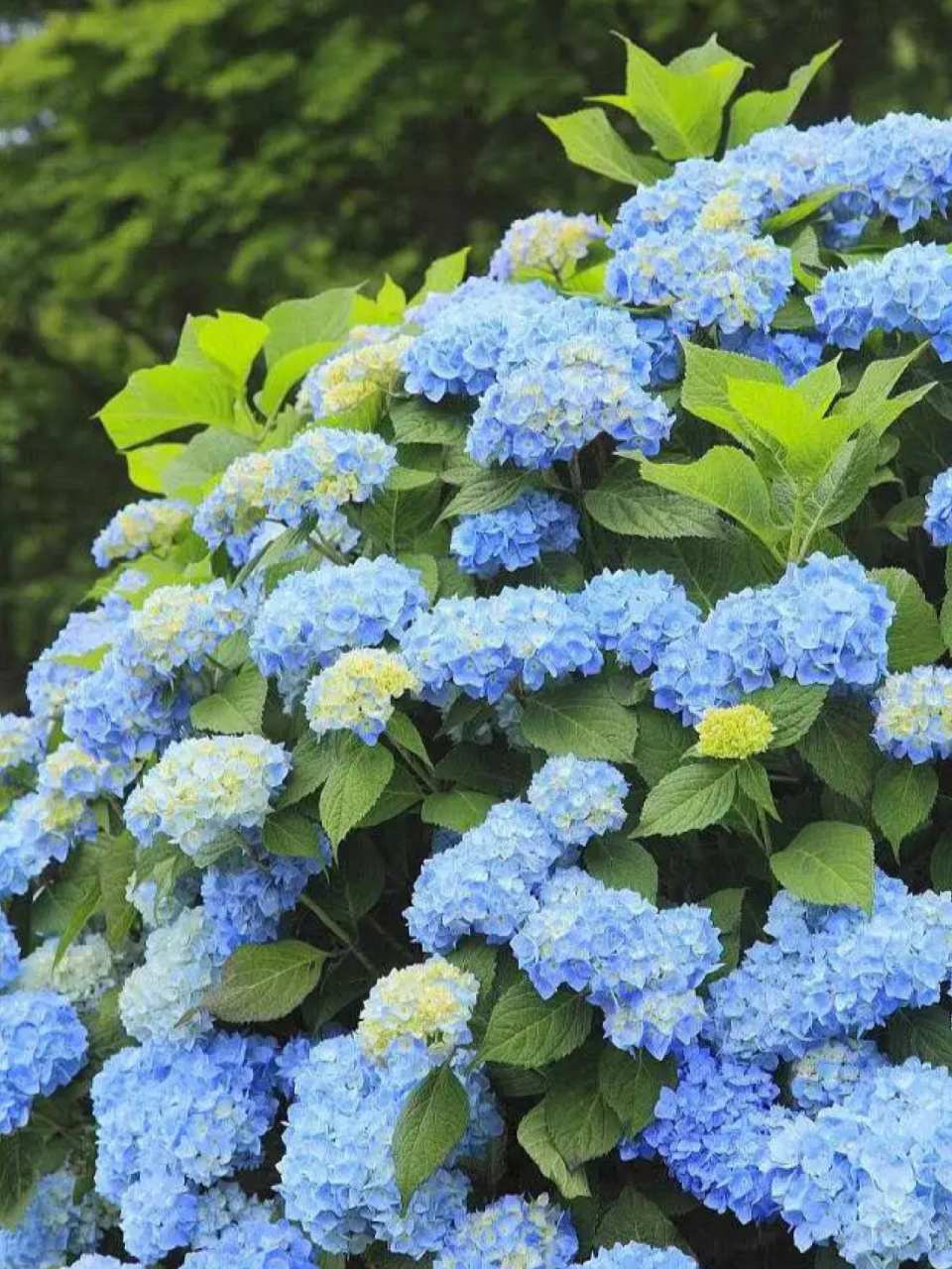 花卉分享|绣球花 93哈喽,今天给大家介绍一下绣球花,是夏季至秋季