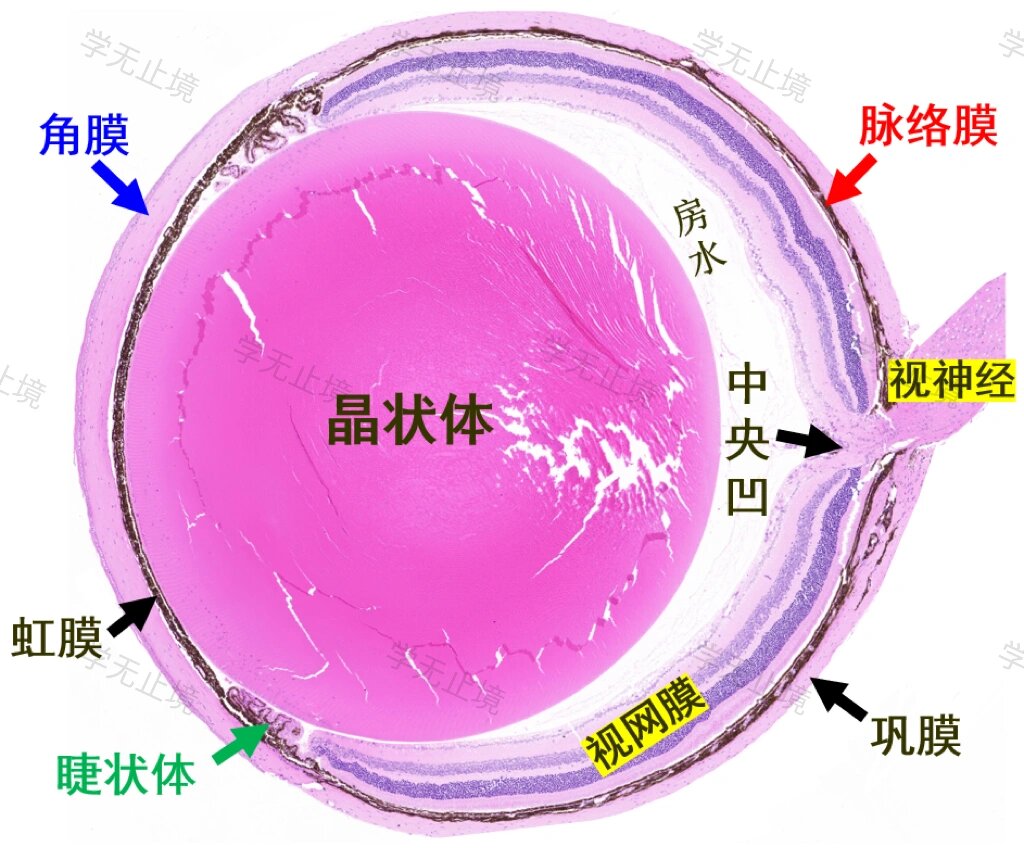 小鼠眼球的组织学结构