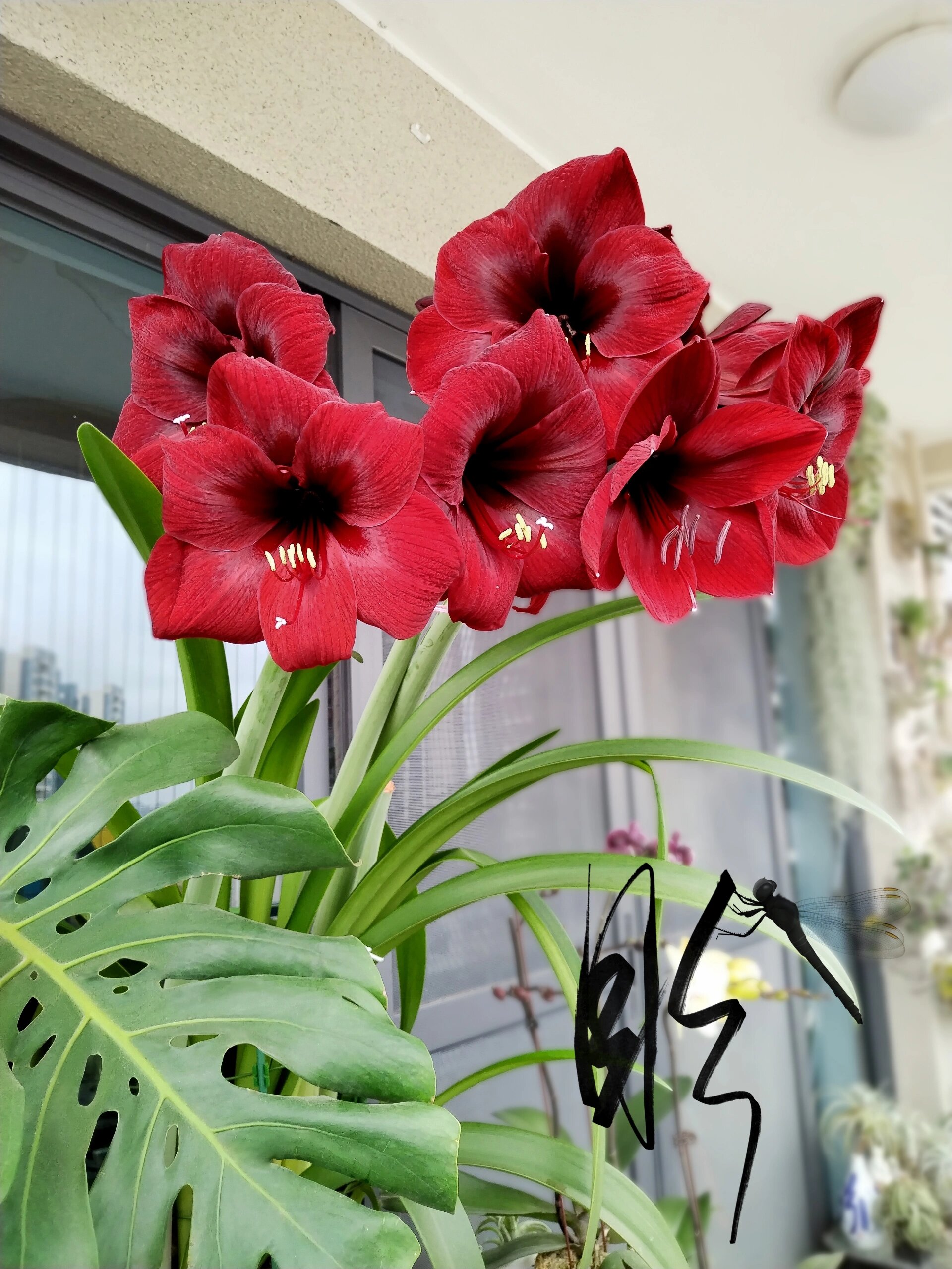 朱顶红黑天鹅 曲线修长天鹅颈,高贵冷艳黑天鹅. 坐标:广东惠州.