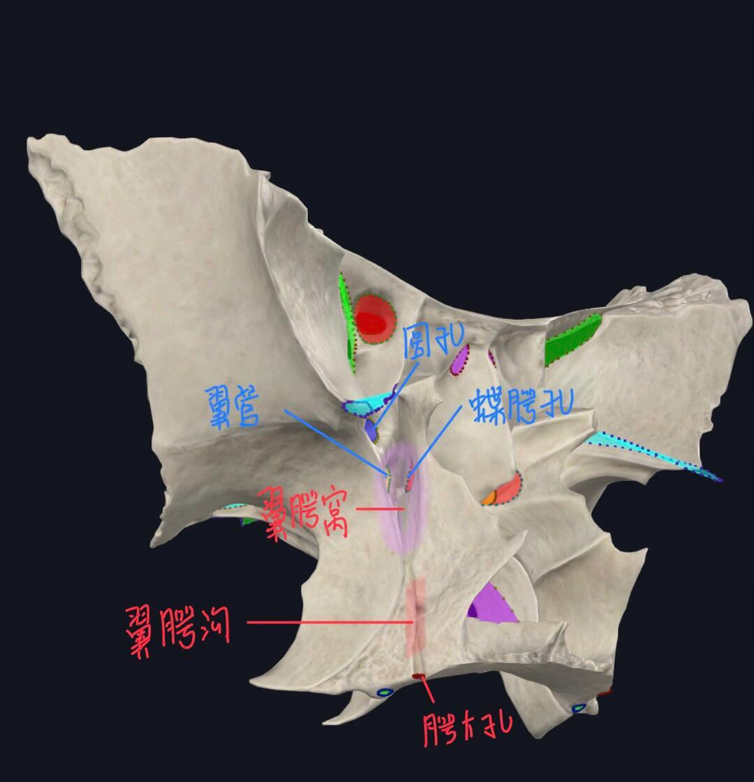 第一张图 1,翼腭窝从名字上记:蝶骨翼突和腭骨垂直部 2,从不同方向