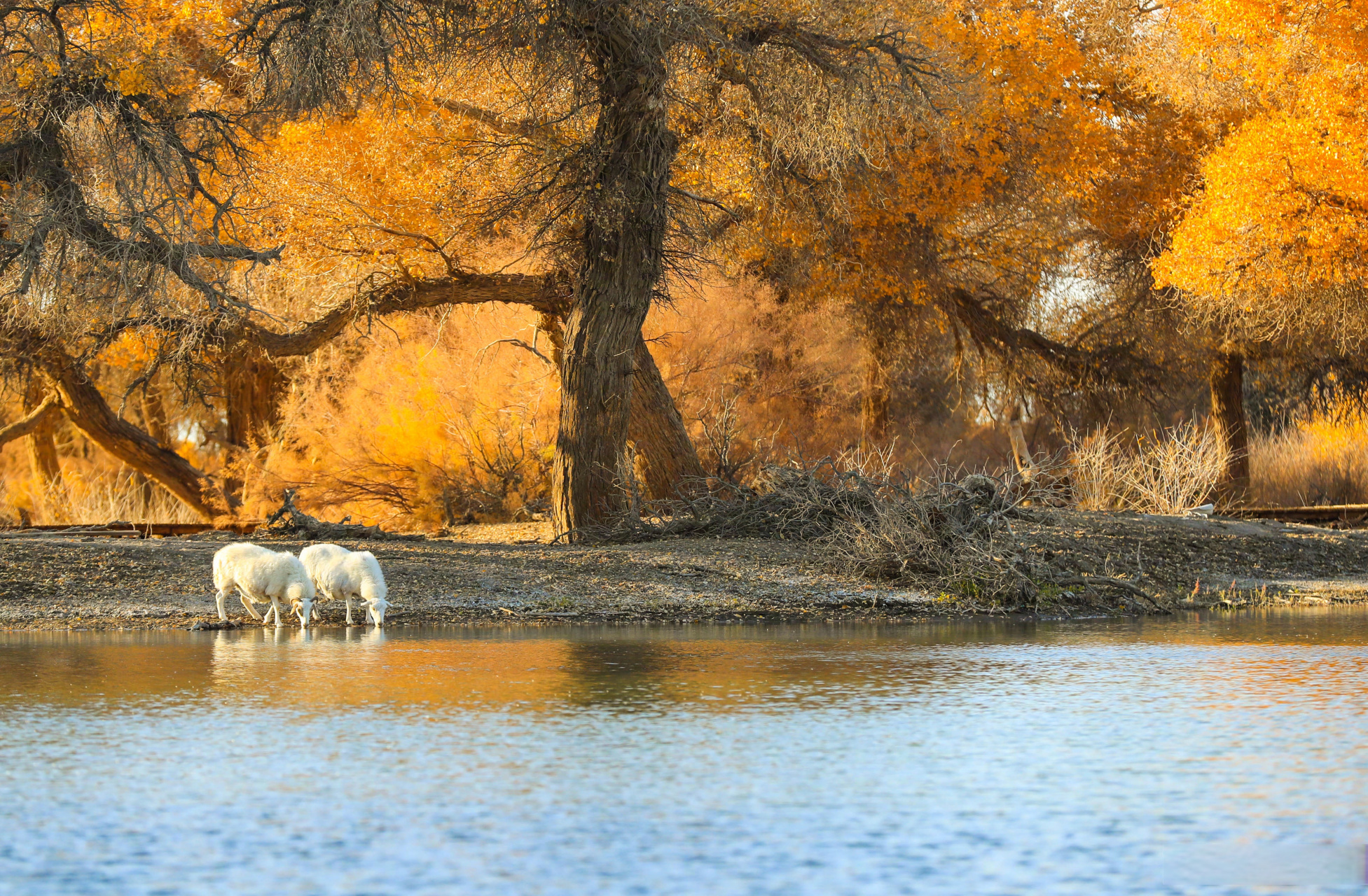 【金秋额济纳胡杨美如油画】金秋时节,内蒙古自治区阿拉善盟额济纳旗