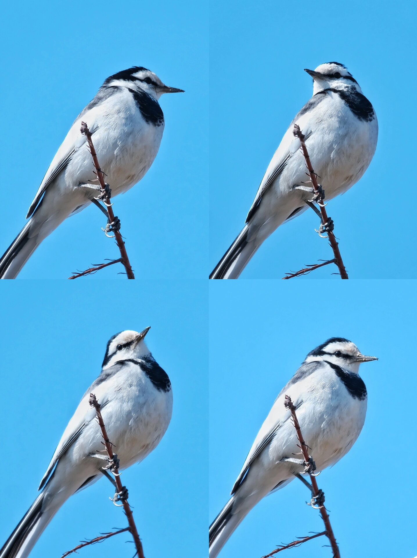 观鸟|白鹡鸰(white wagtail)