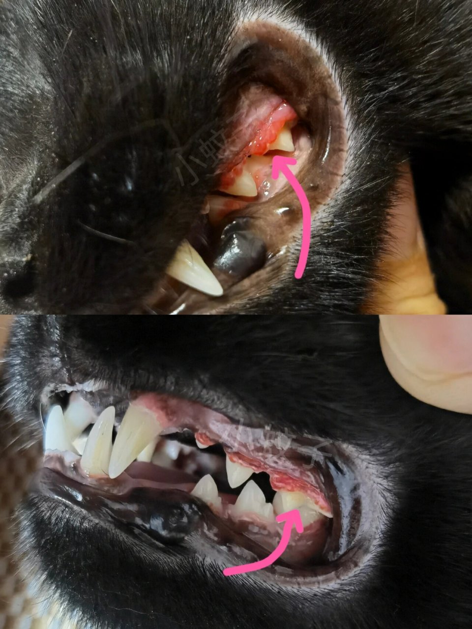 北京猫咪 嘿嘿嘿 小黑猫 牙龈增生,2周药?增生慢慢消,继续加油