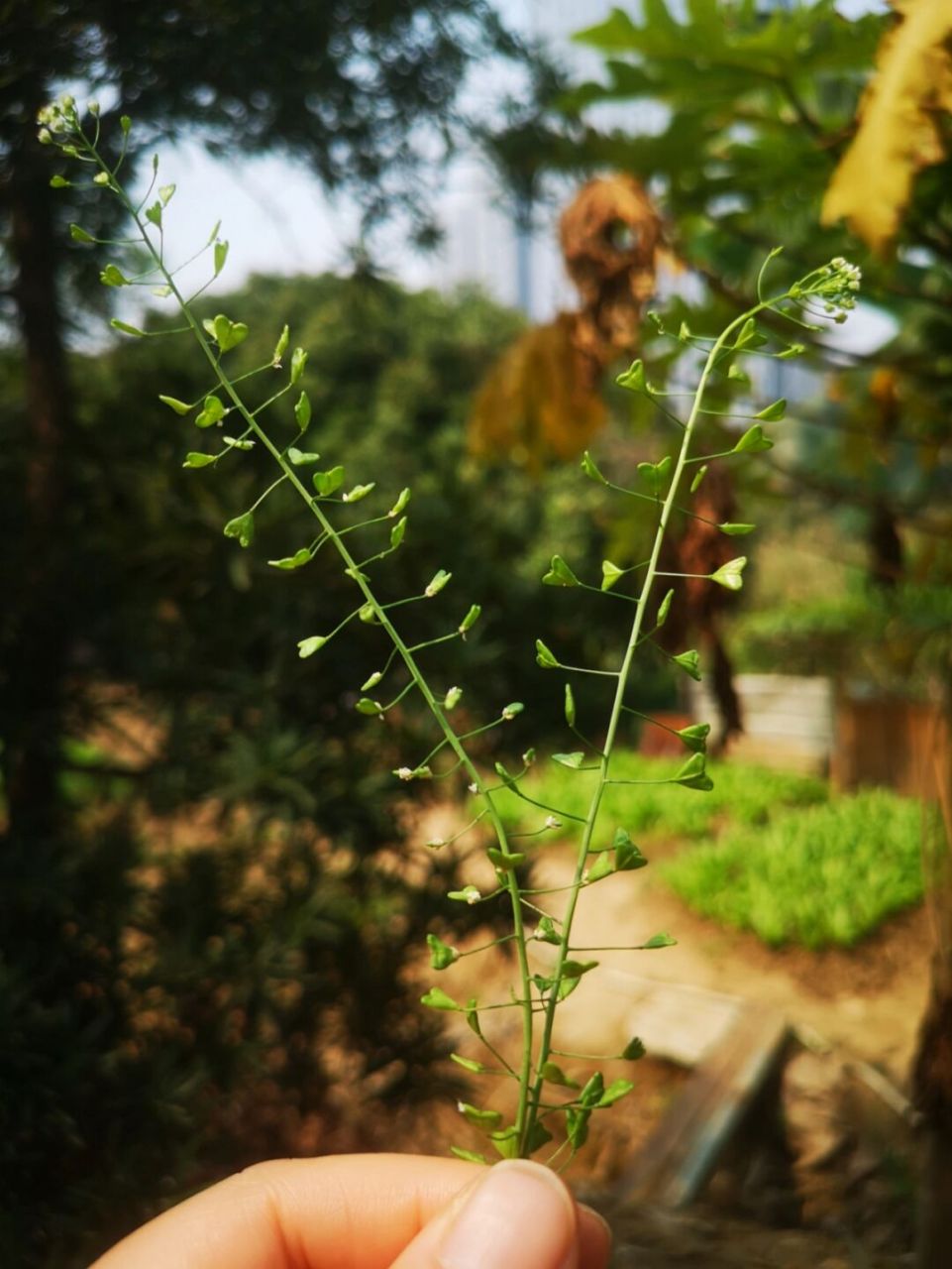 心形的路边小草