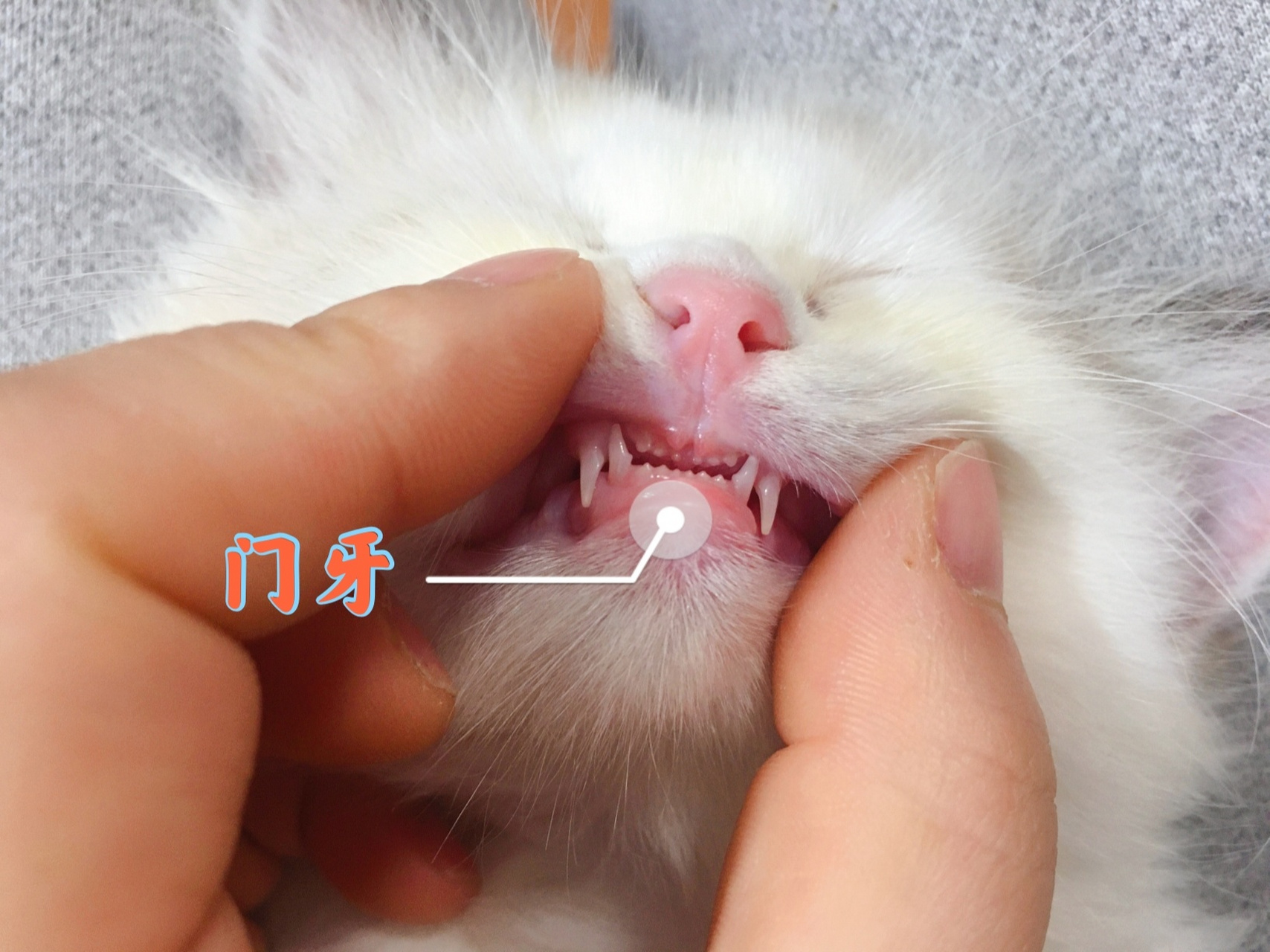 【猫咪换牙04】关于猫咪的牙齿你只多少?