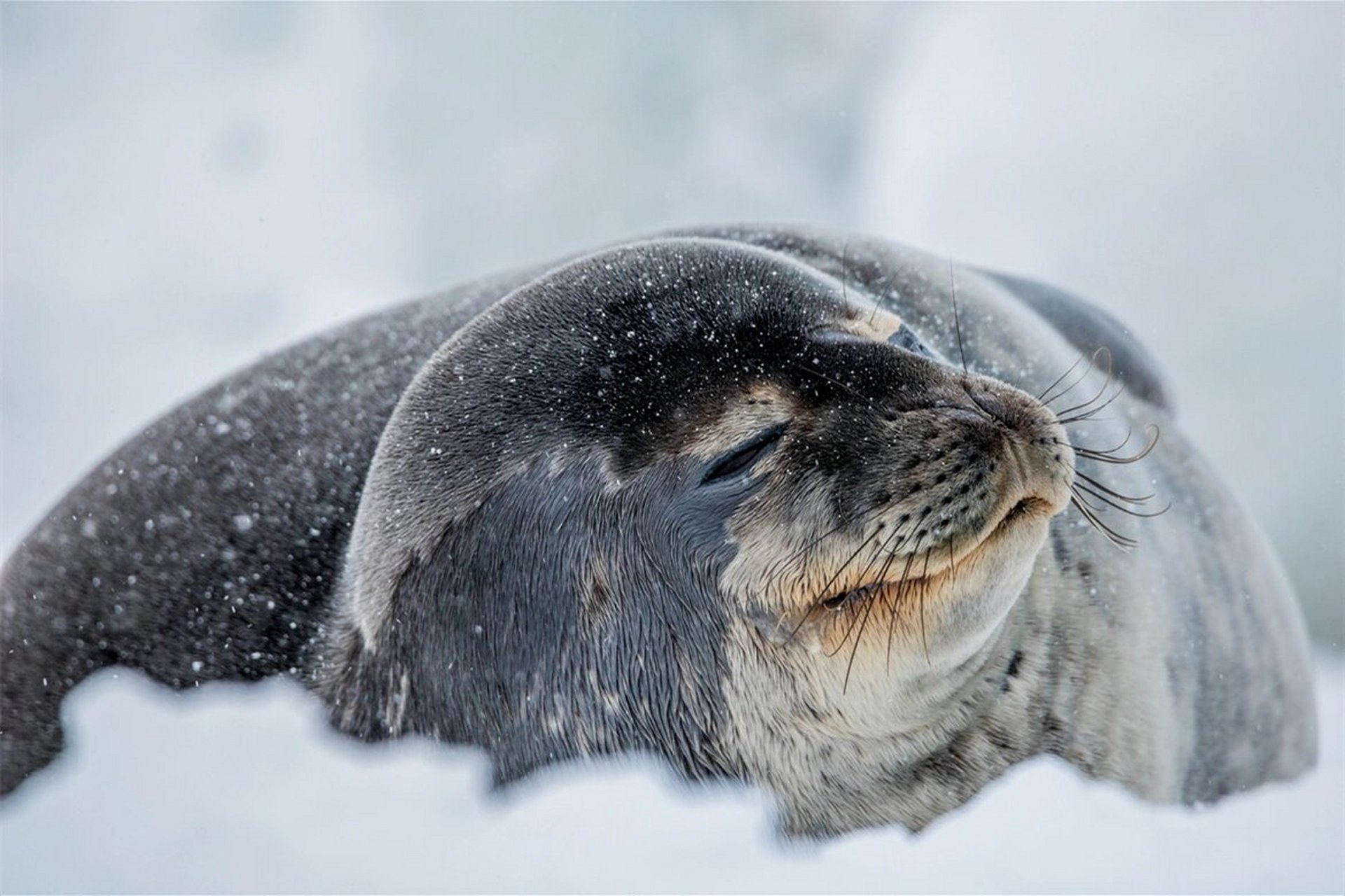 威德尔海豹(英文:weddell seal,学名:leptonychotes weddellii)是以
