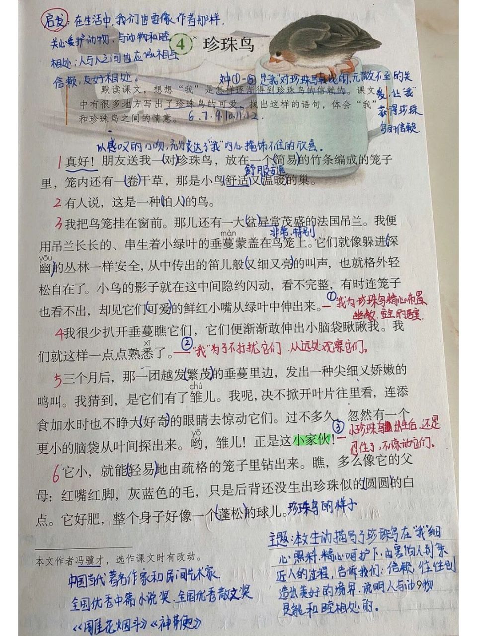 部编版小学语文五年级上册课文4《珍珠鸟》超详细课文笔记!