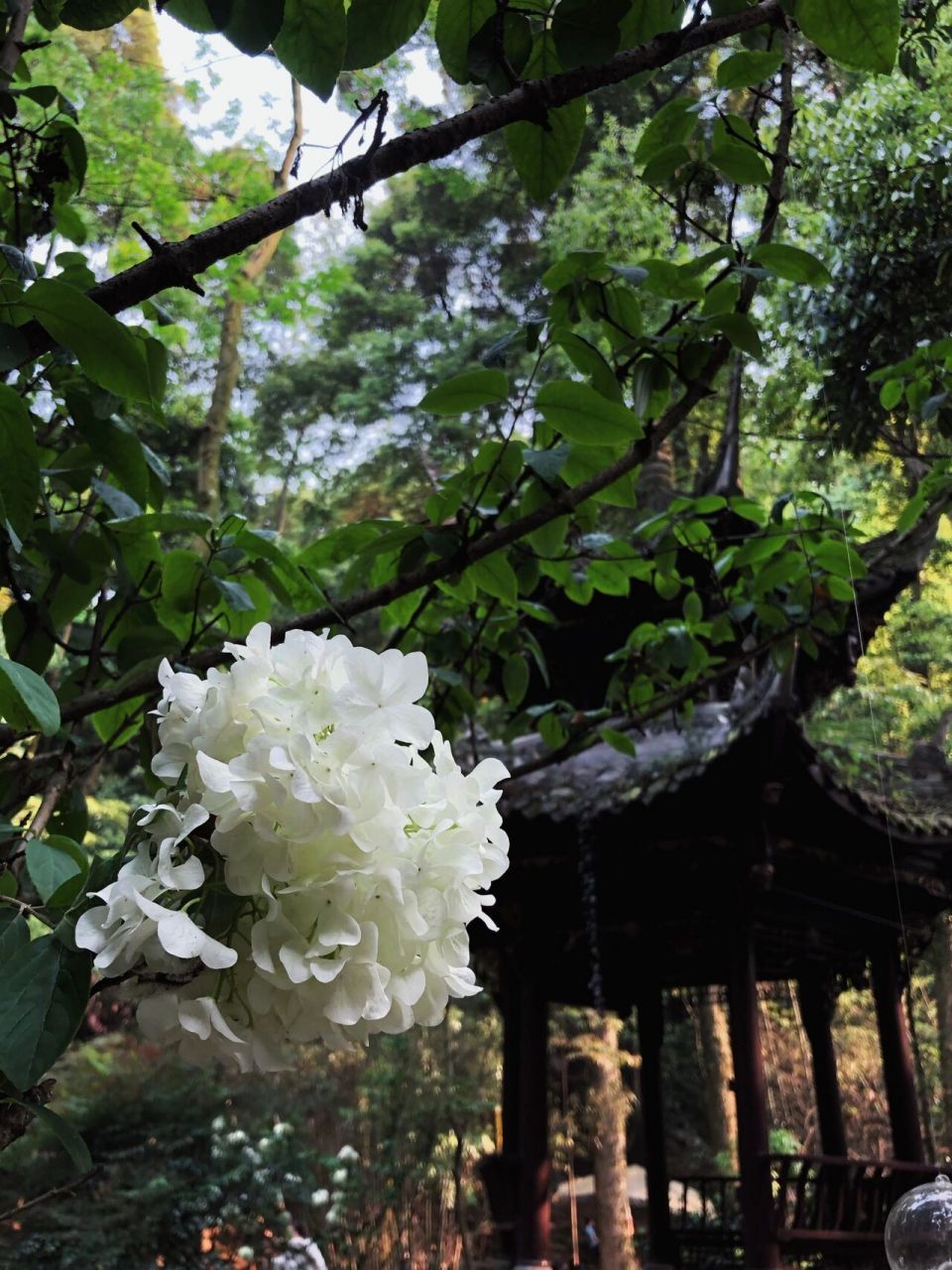 成都夏日避暑胜地|崇州无漏秋山 旧照新发 打卡戚薇同款拍照地 位于