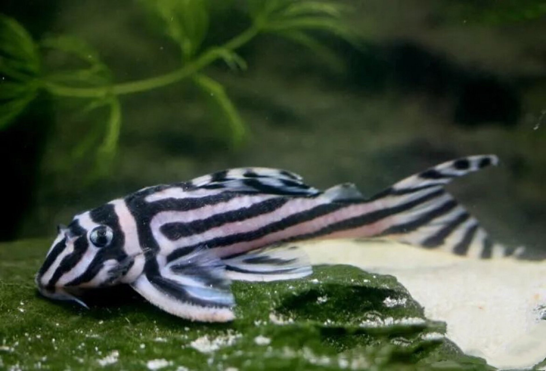 l046熊猫异形-异形中的大熊猫 95名:l046 别称:熊猫异形 l046熊猫