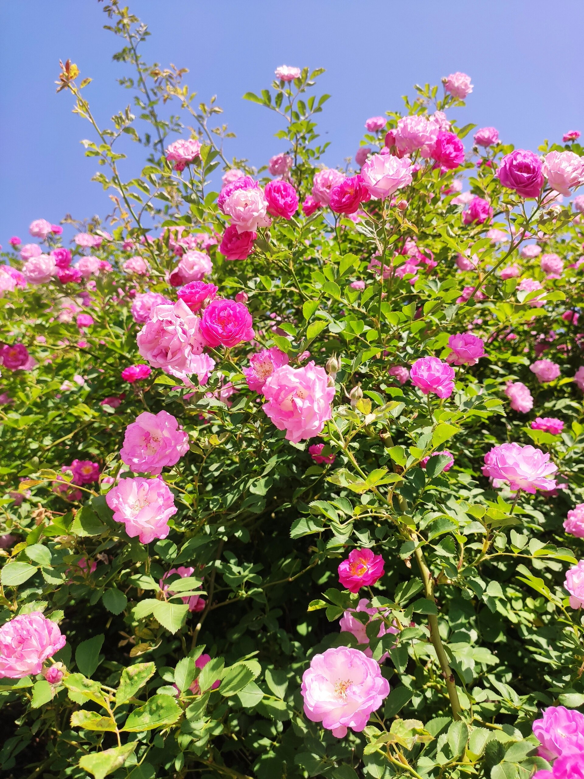 认识植物‖七姊妹蔷薇花 原来这种植物叫七姊妹,花语是团结友爱,真
