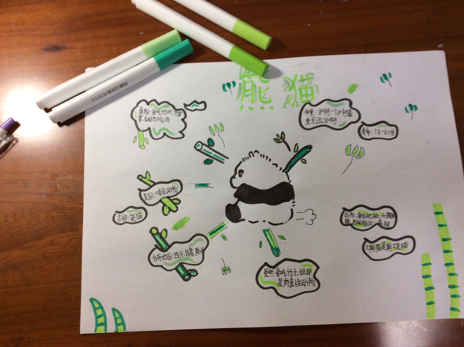 三年级下册熊猫思维导图!画的有点丑