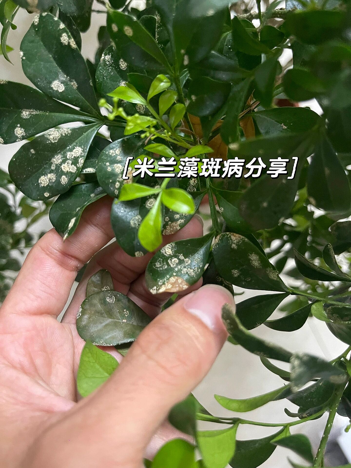 植物白斑病图片早期图片