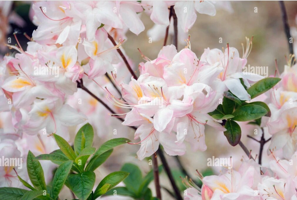 " 以下为团购品种介绍 ↓1号新品 "洒脱米" 被誉为最美的落叶杜鹃品种