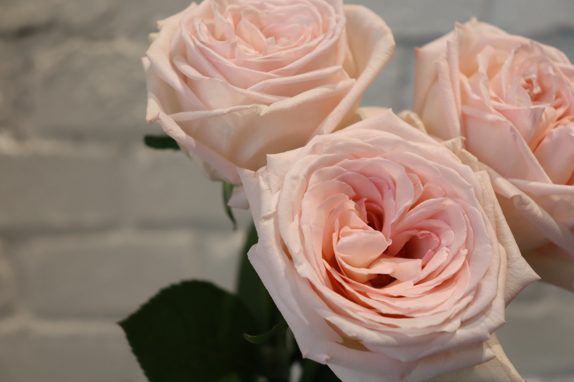 每日识花——粉荔枝 粉荔枝,别名粉色哈娜,花大厚实,饱满圆润,一看就