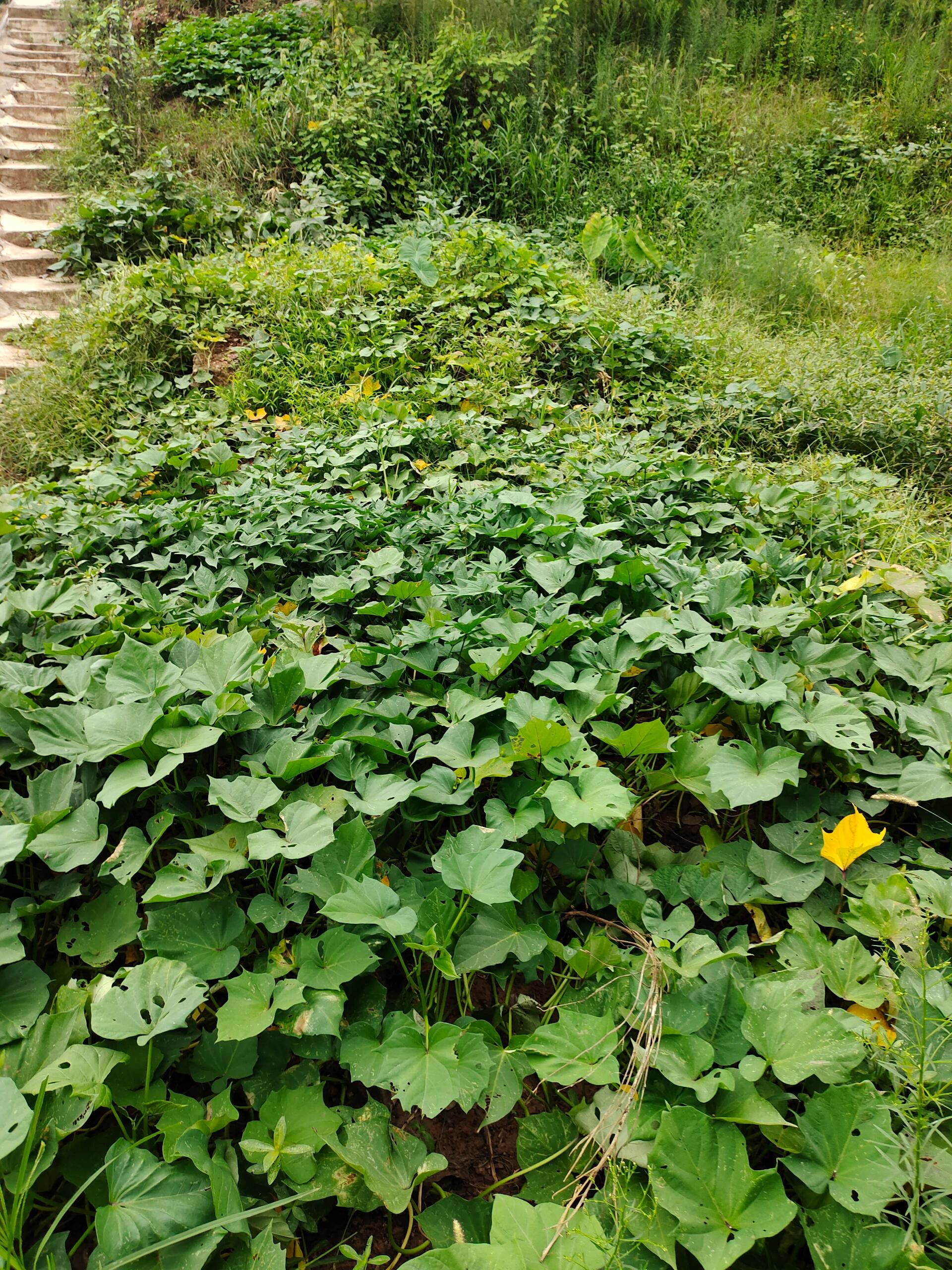 记录一下番薯种植时间