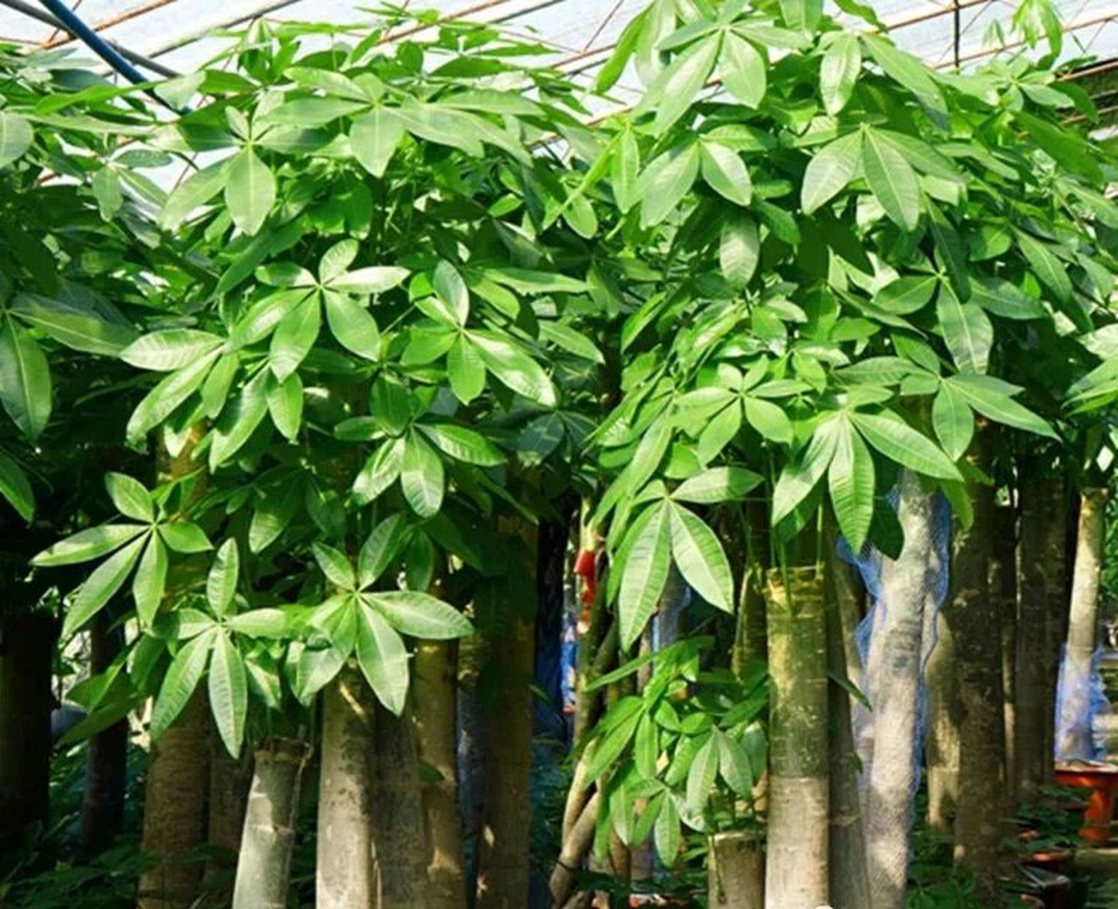 在春季养发财树,对其叶子进行修剪很关键.