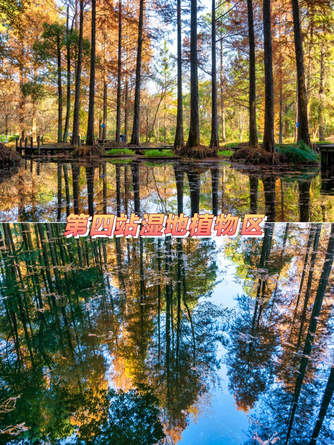 东湖边的武汉植物园百看不厌 我来武汉东湖植物园很多趟了,每一次都会