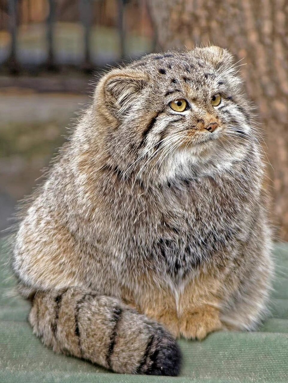 jpg03软萌的小兔狲get7815 贝加尔湖种的兔狲比青藏高原亚种圆