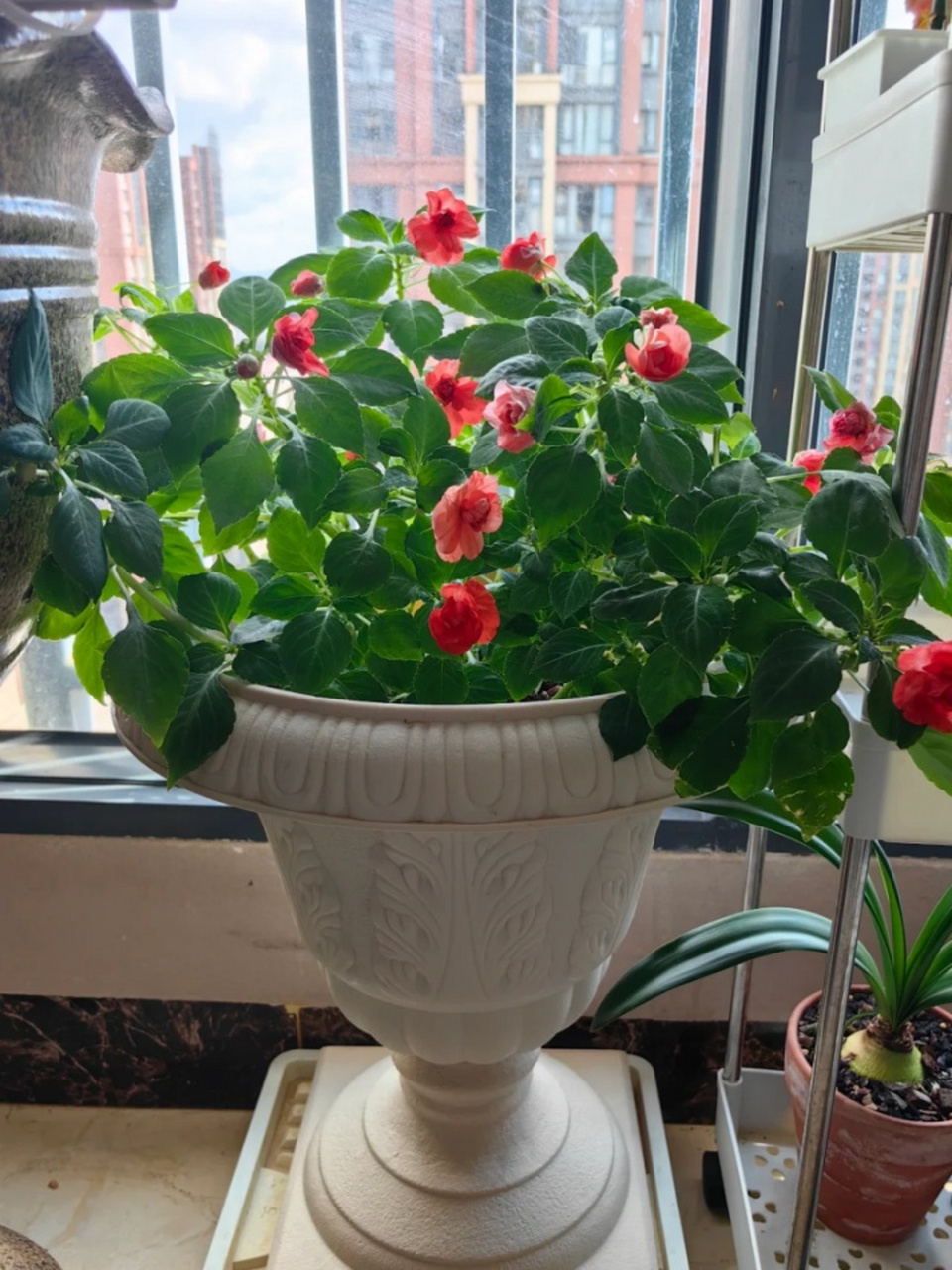 玻璃翠花图片 🔆玻璃翠花,也被称为玻璃海棠或何氏凤仙,是凤仙花科