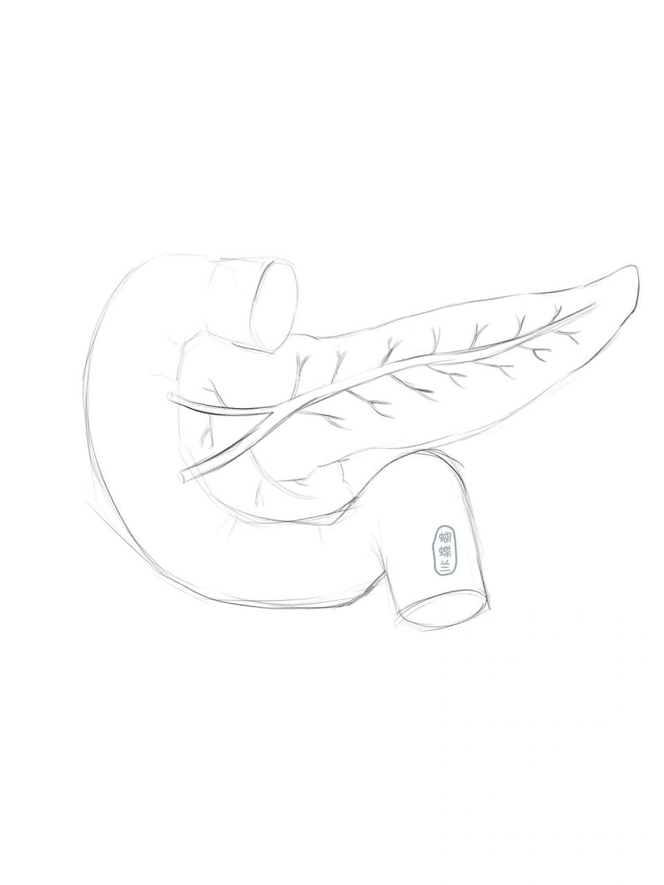 胰腺解剖图完成! 明天继续!加油!