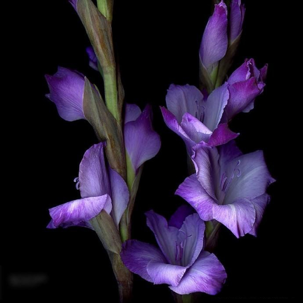 【紫色主题花卉摄影作品】 摄影师:magda indigo