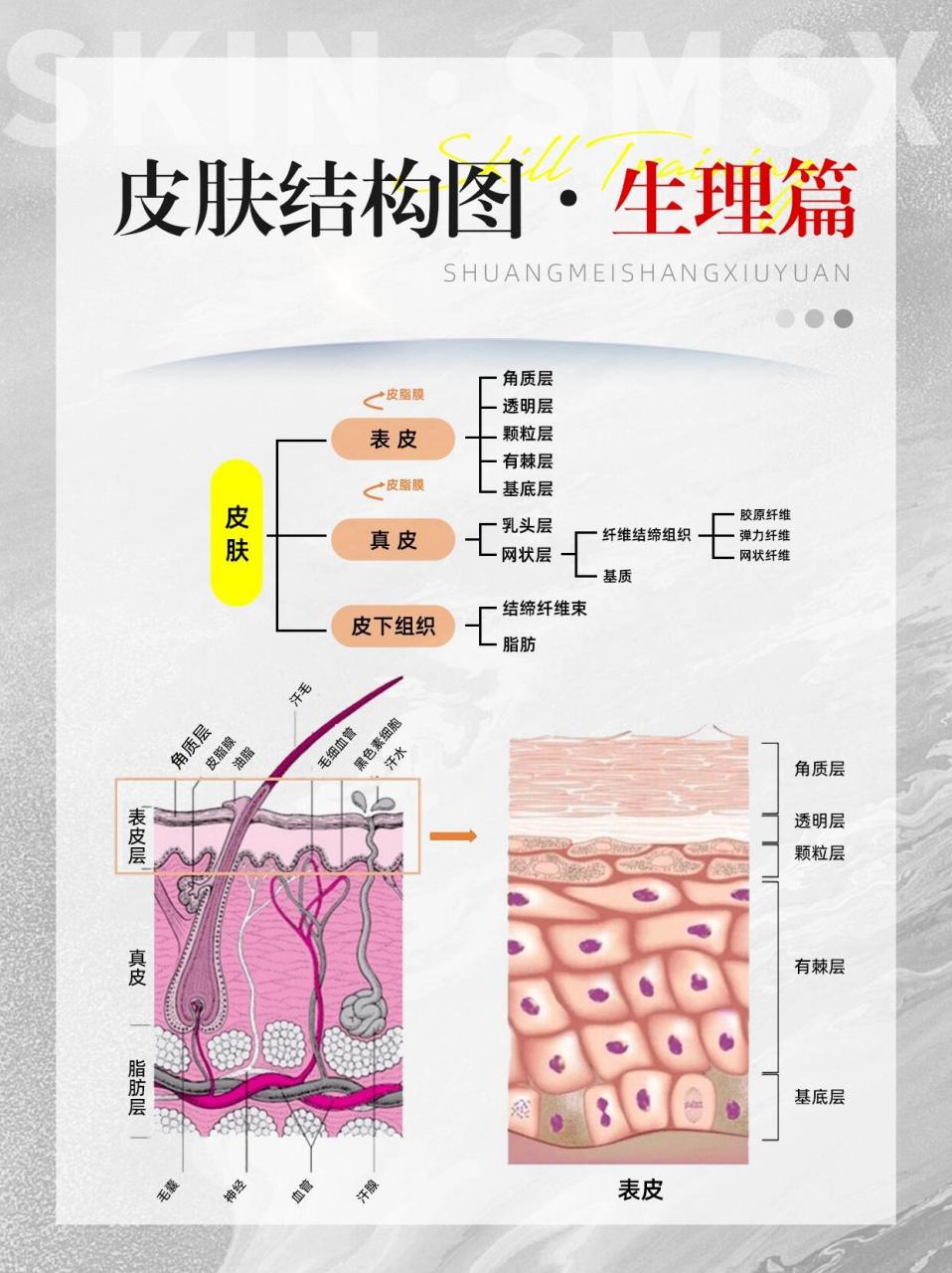 皮肤结缔组织结构图图片