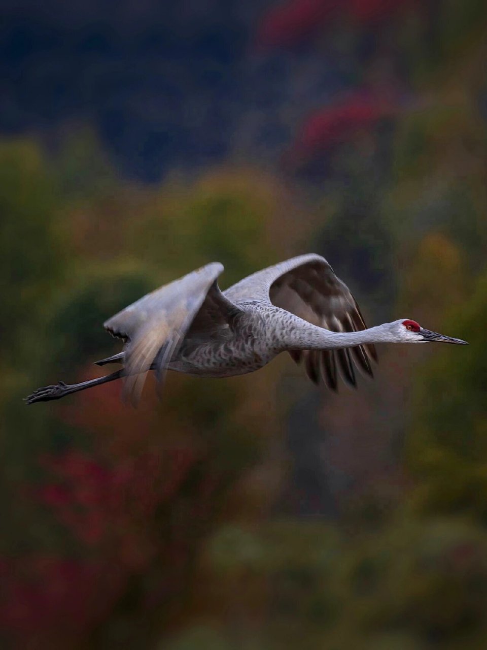 沙丘鹤(sandhill cranes) 沙丘鹤(学名:grus canadensis)为鹤科鹤属的