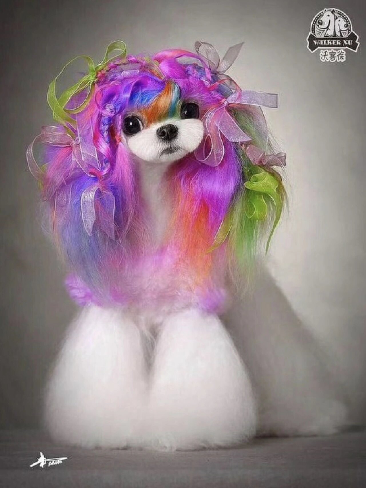 一些狗狗染毛参考图98